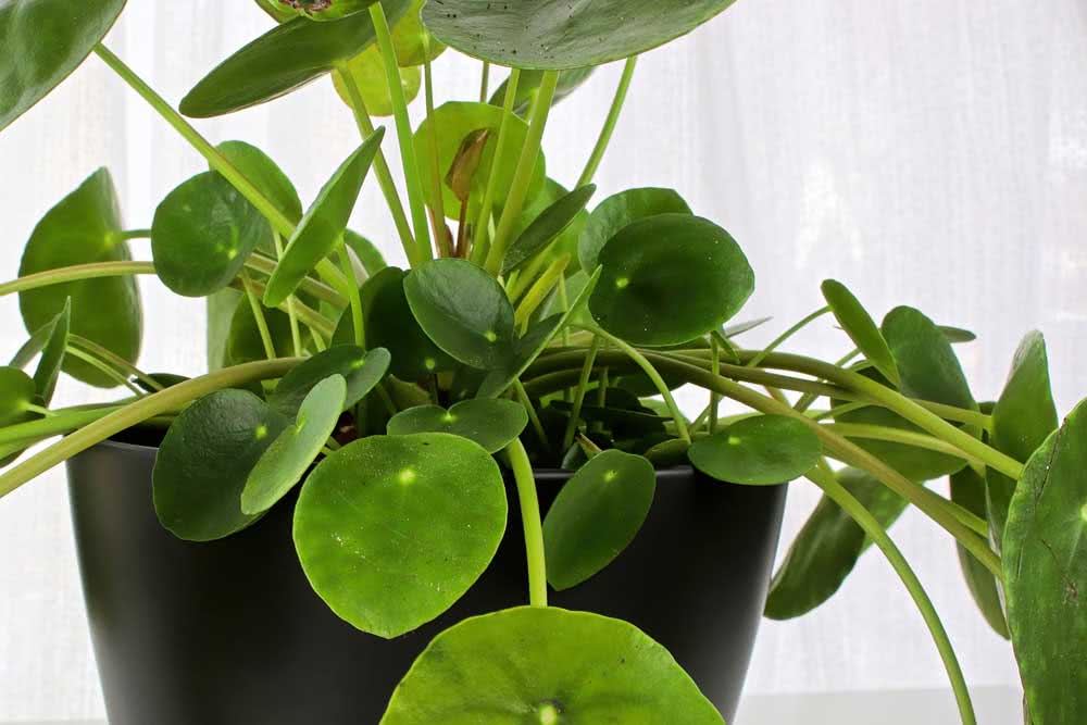 Pilea