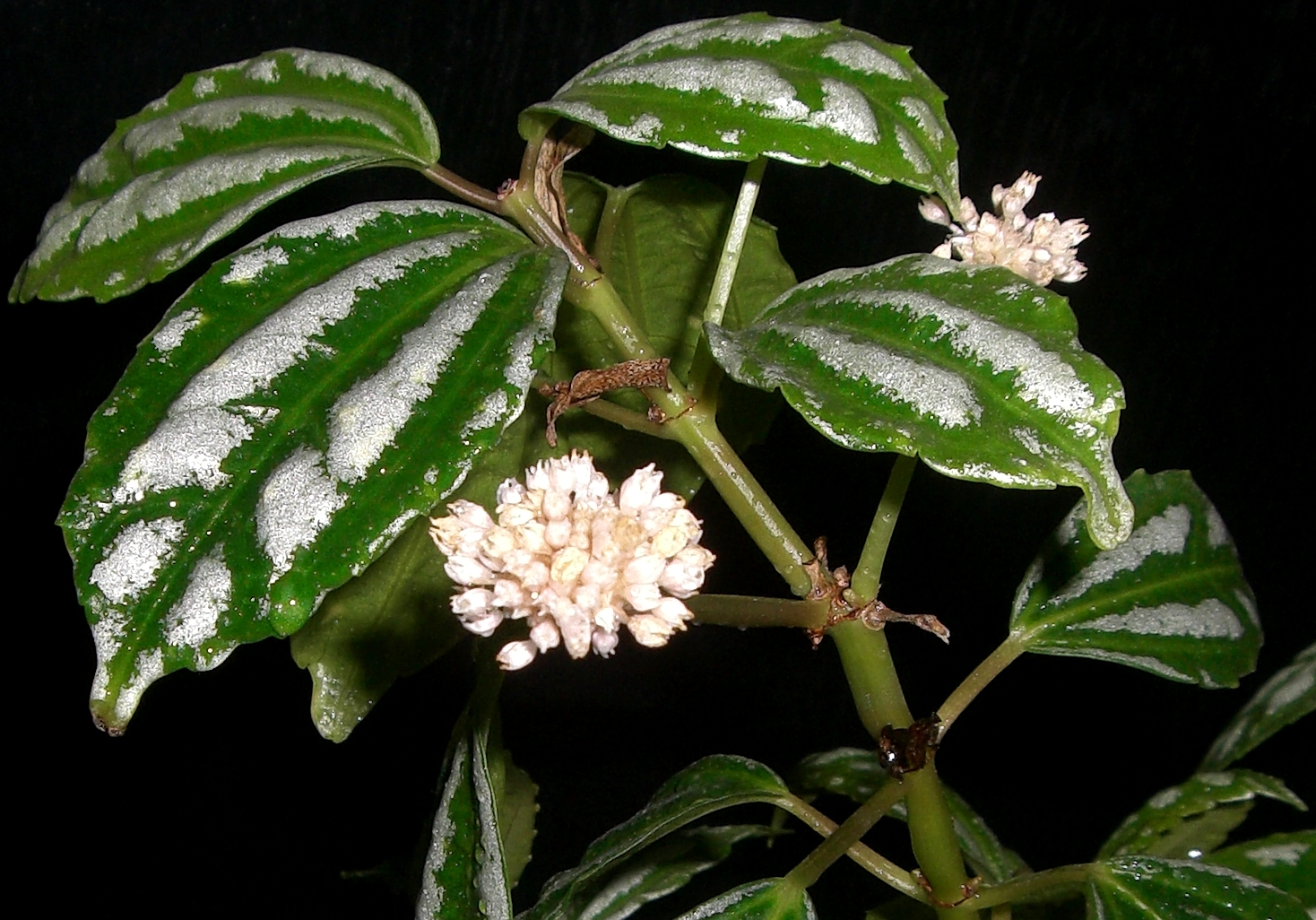 Pilea_cadierei_flores