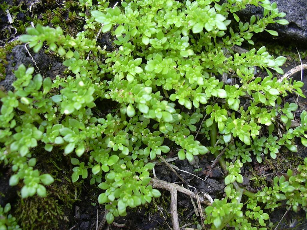 _Pilea_microphylla