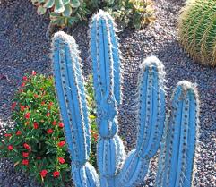 Pilosocereus pachycladus