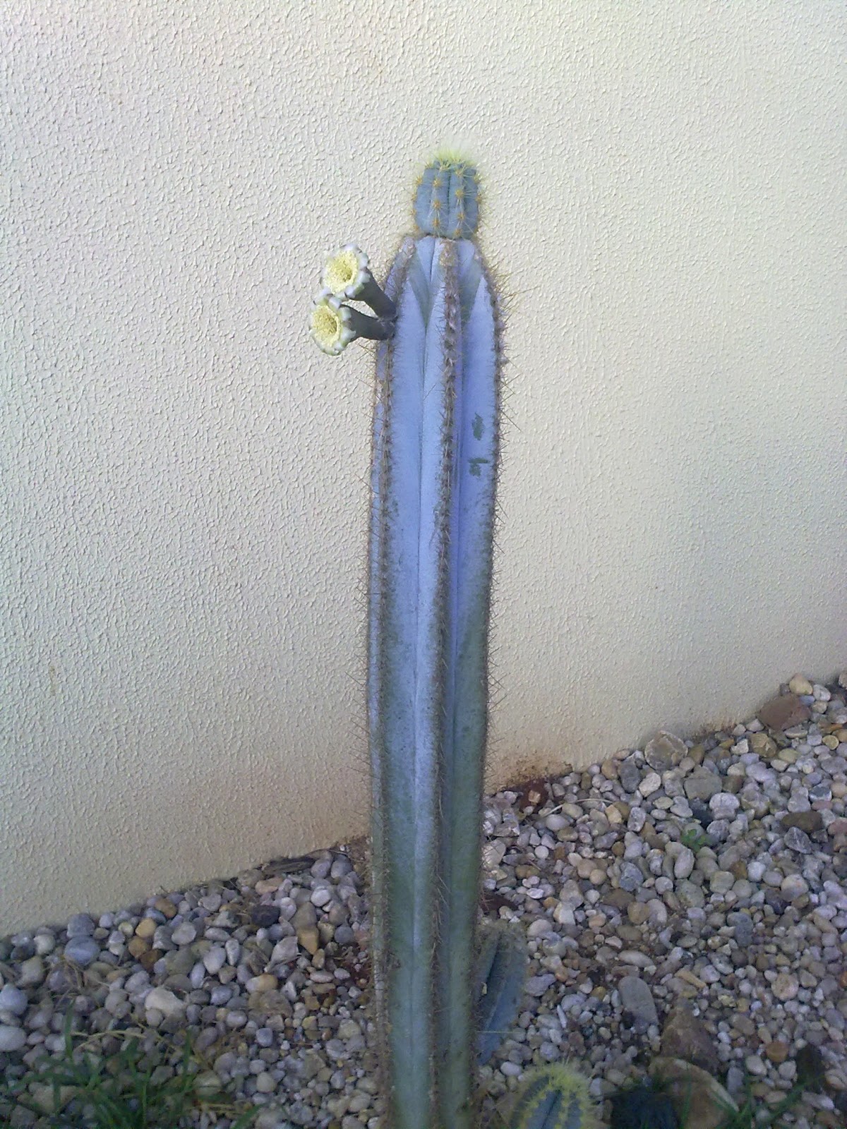 Pilosocereus pachycladus1