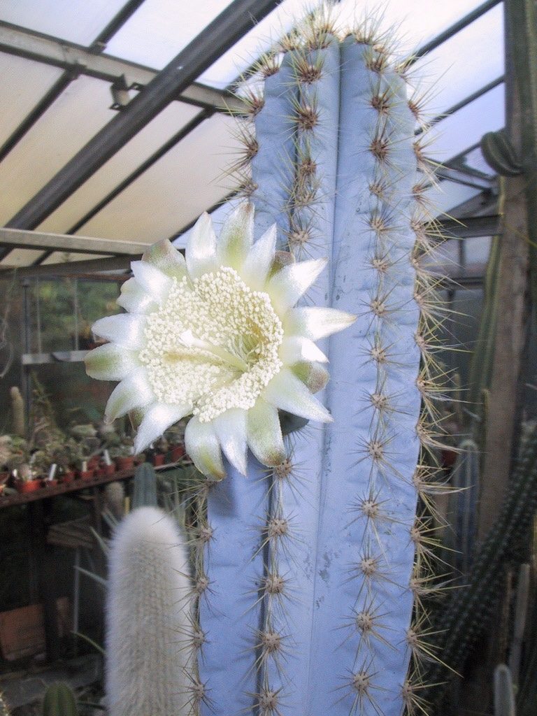 Pilosocereus pachycladus2