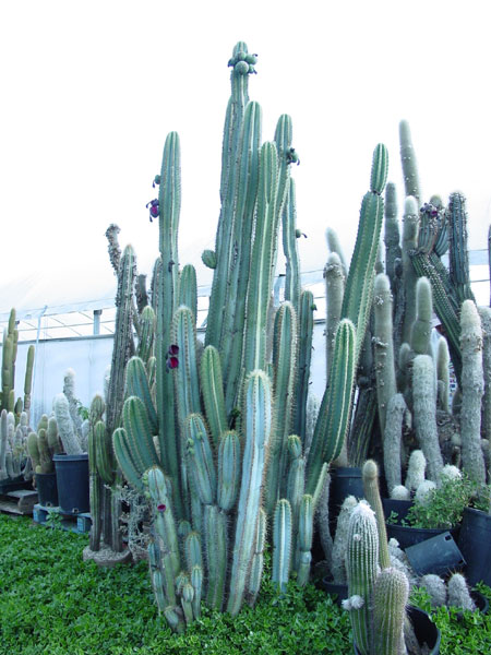 Pilosocereus pachycladus3