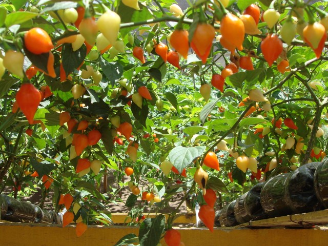 Pimenta Malagueta (Capsicum frutescens)