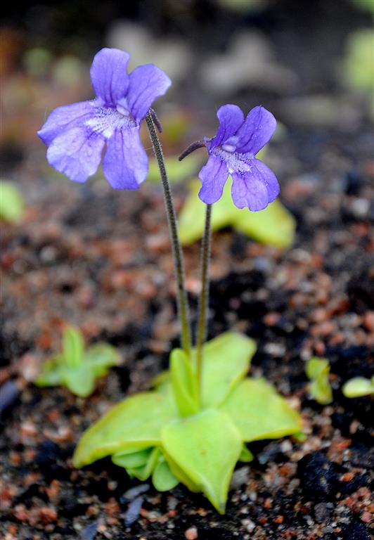 Pinguicula grandiflora 