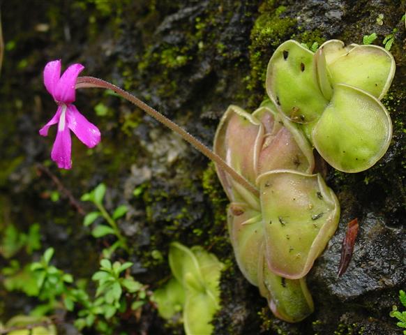 Pinguicula moranensis 