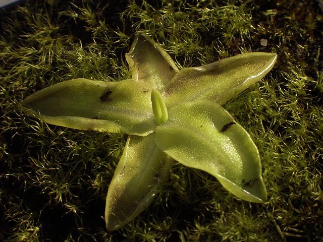 Pinguicula vulgaris