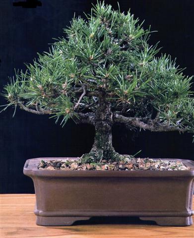 Pinheiro-Negro (Pinus thumbergii)