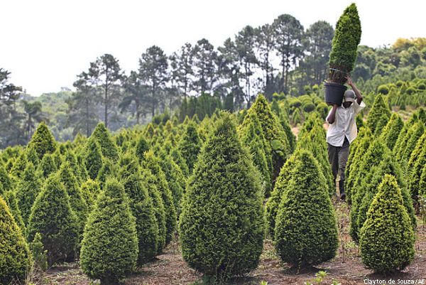 PLANTAÇAO PINHEIROS PARA O NATAL