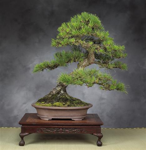 Pinus (Small)