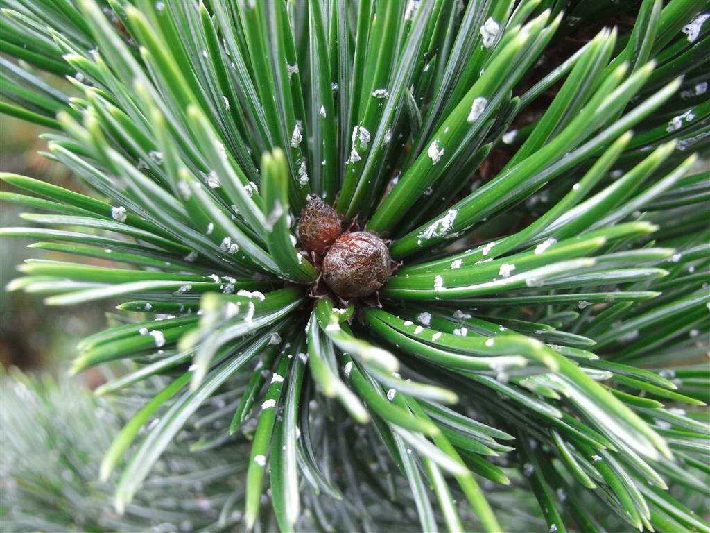 Pinus_Aristata