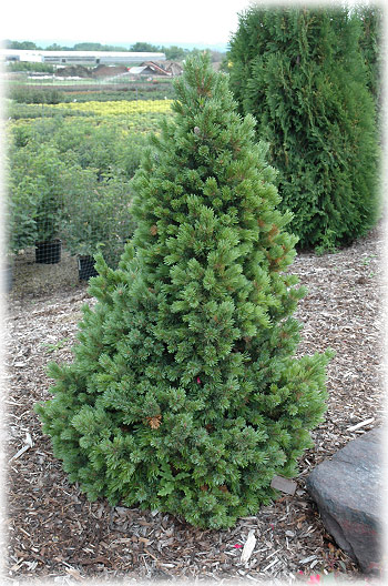 Pinus_aristata