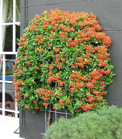 Piracanta - Pyracantha coccinea (Small)