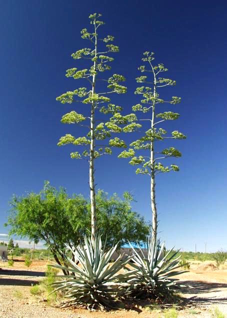 Piteira-do-caribe-Agave-angustifolia-