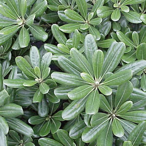 Pittosporum_Green