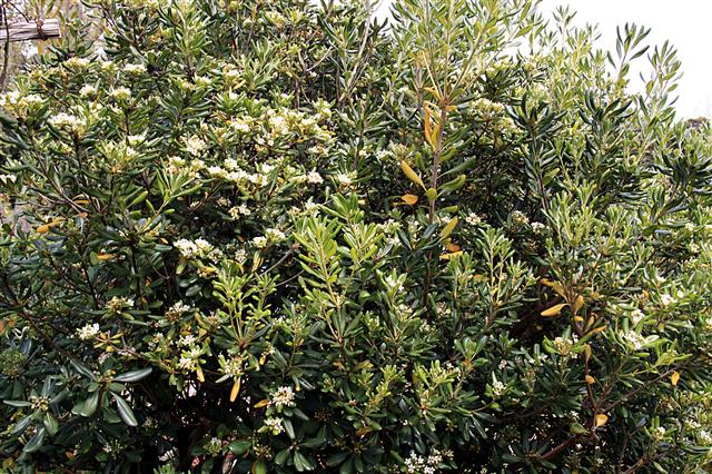 Pittosporum_tobira