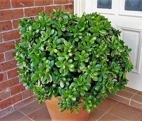 Planta Jade