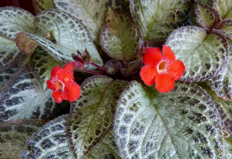 Episcia-Cupreata-3