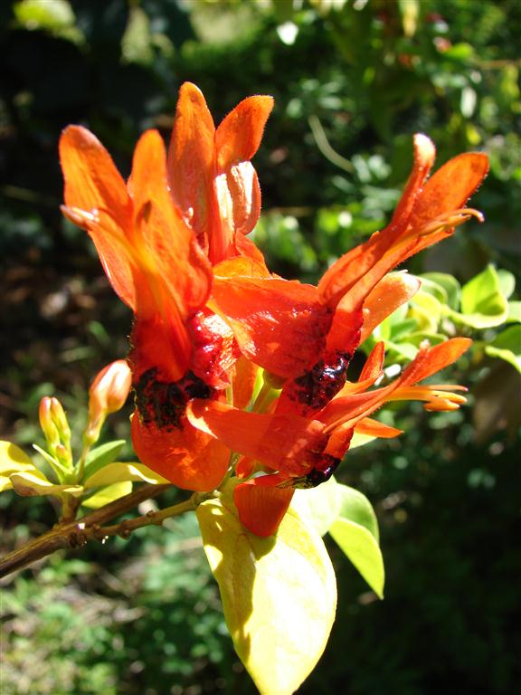 Planta coelhinho (Ruttya fruticosa)