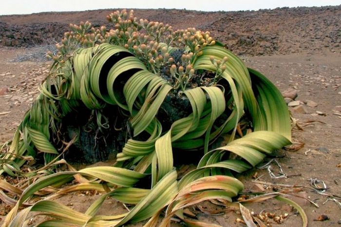 Planta-do-Deserto