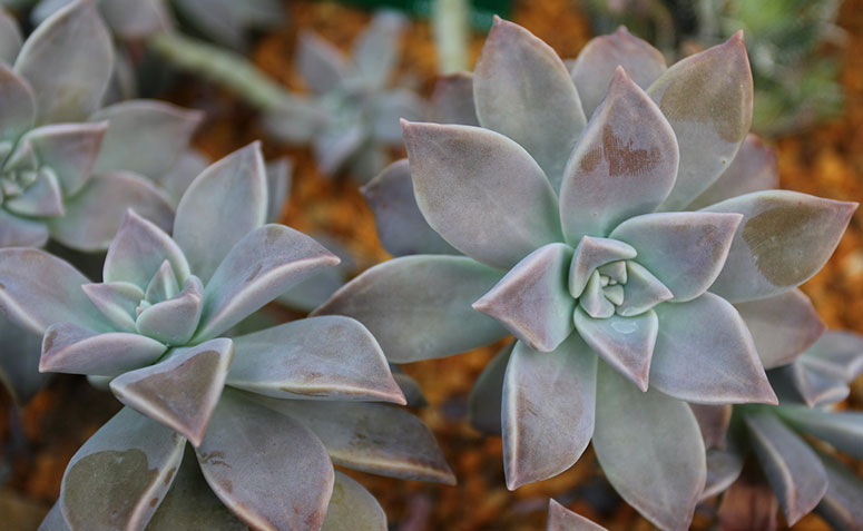 Planta fantasma (Graptopetalum paraguayense)