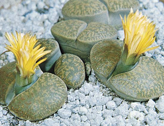 Planta-pedra (Lithops)