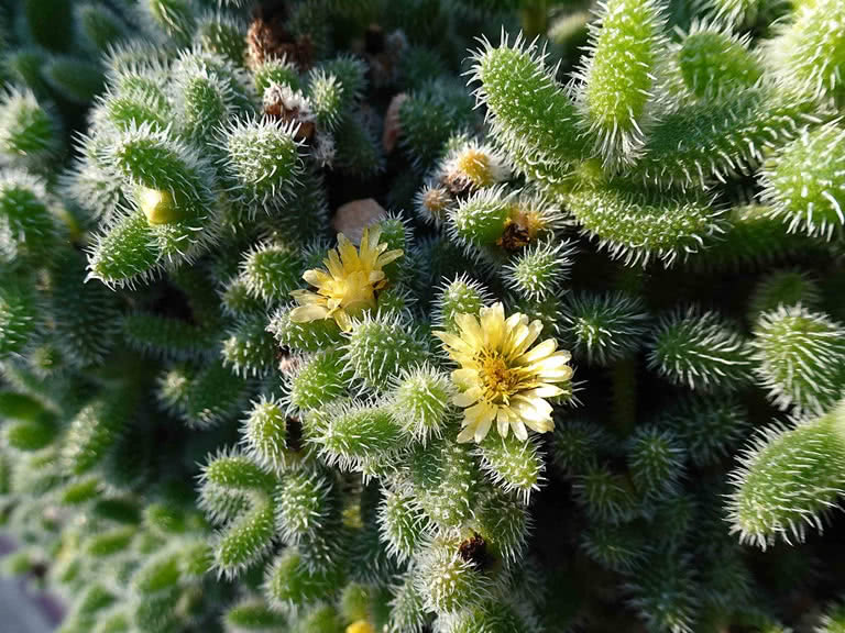  Delosperma echinatum 