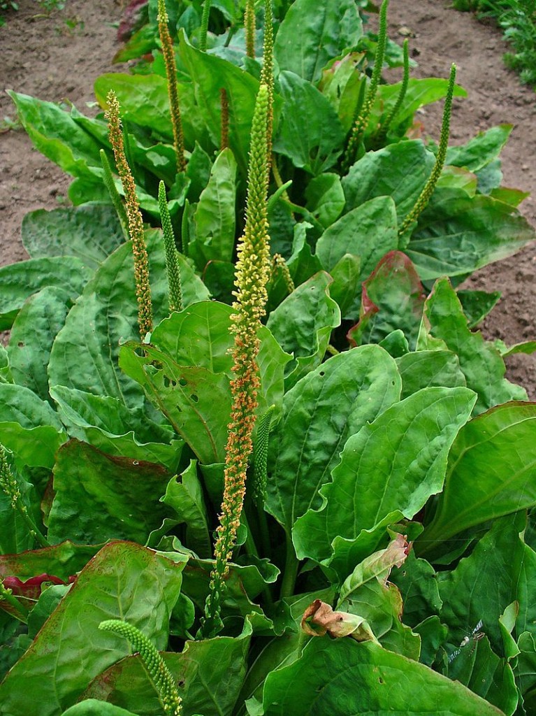 Plantago major