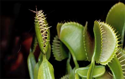 Plantas_Insectioras