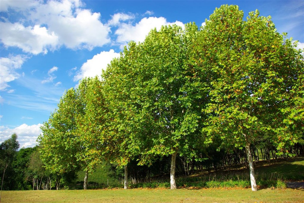 Platanus x hispanica 