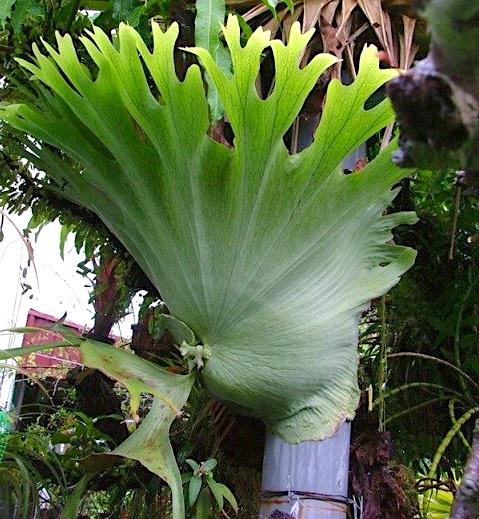 Platycerium holtomii