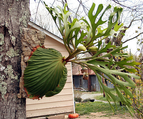 Platycerium ridleyi