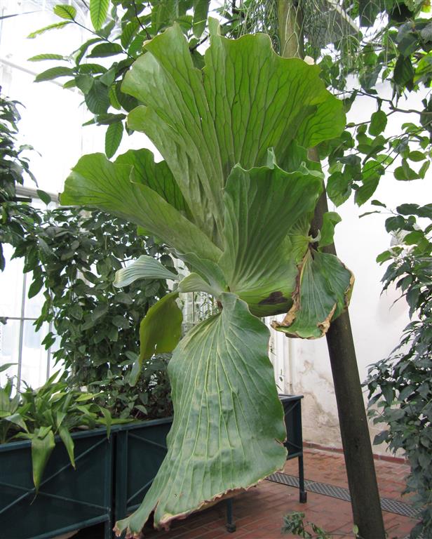 Platycerium_elephantotis