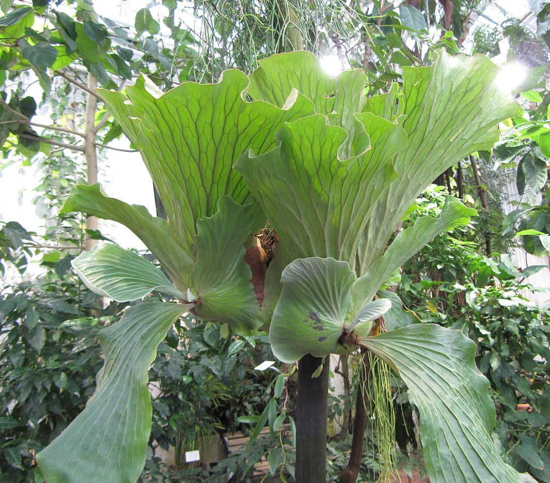 Platycerium_elephantotis_