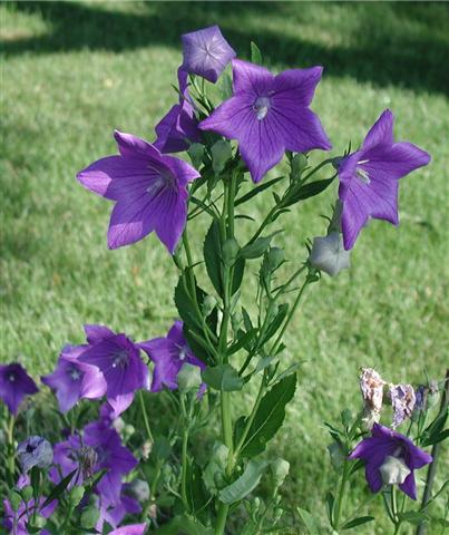 Platycodon grandiflorus (Small)