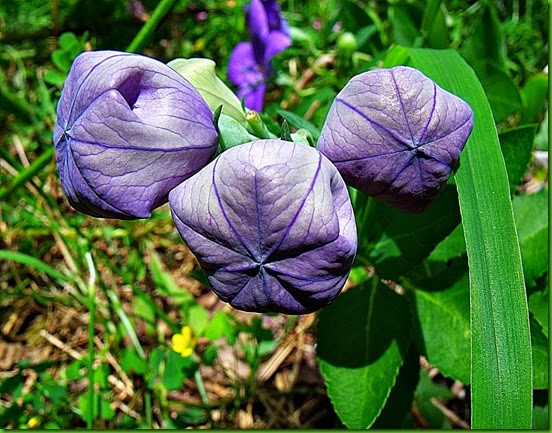 Platycodon grandiflorus