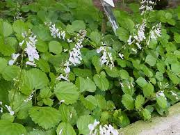 Plectranthus Nummularius