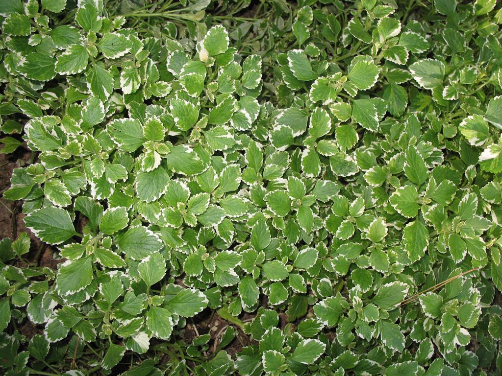 Plectranthus coleoides marginatus 