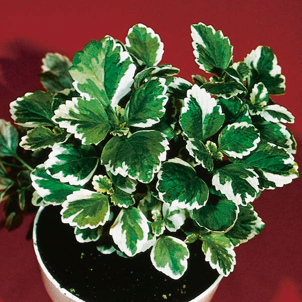 Plectranthus coleoides