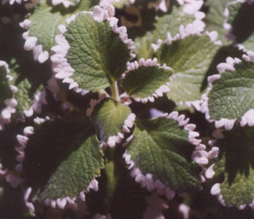 Plectranthus oertendahlii variegatus