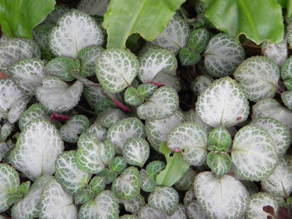 Plectranthus oertendahlii