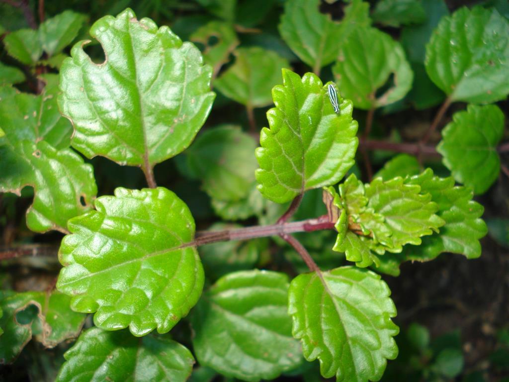 Plectranthus verticillatus 