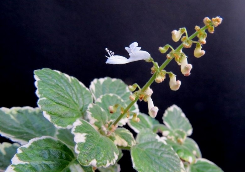 Plectranthus_6_l