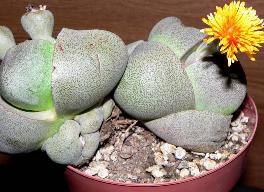 Pleiospilos (Medium)