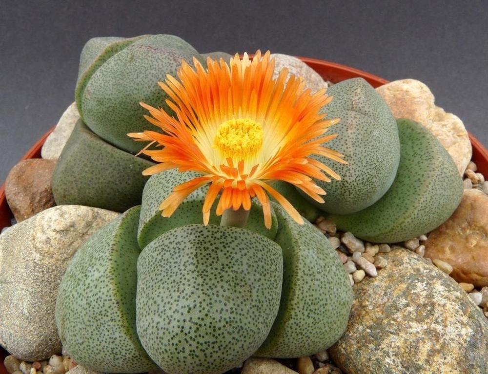 Pleiospilos