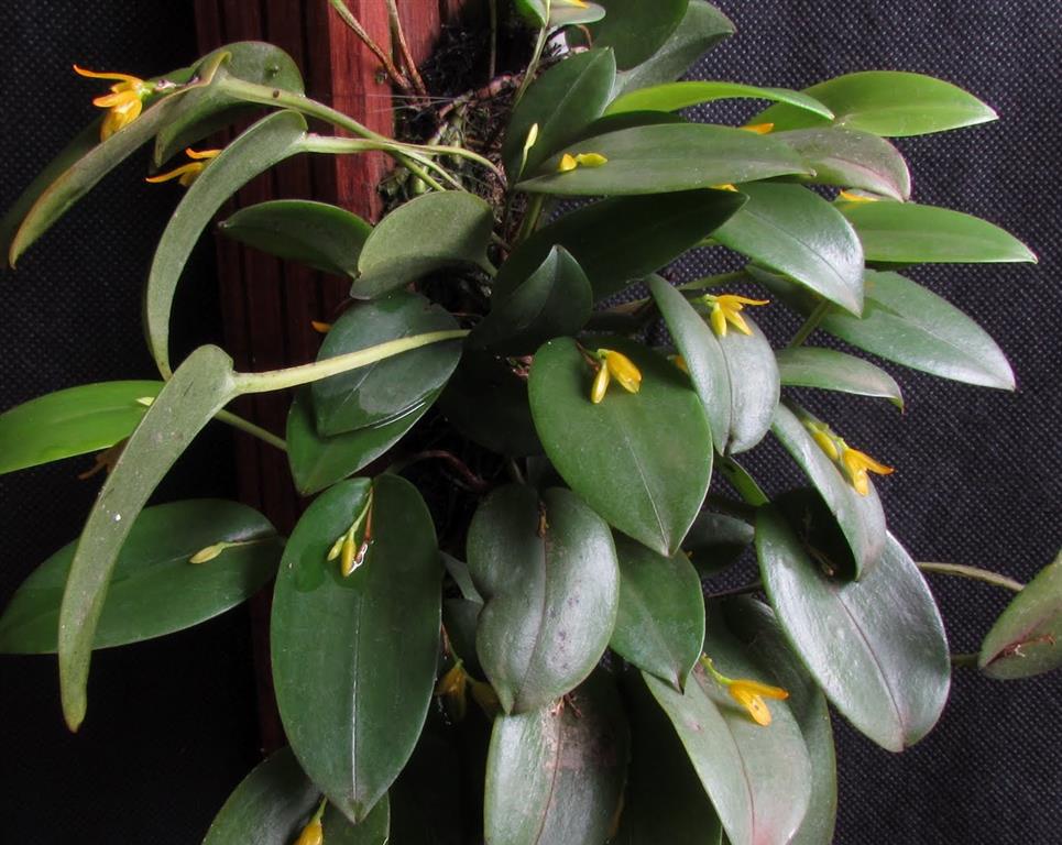 Pleurothallis Acianthera luteola