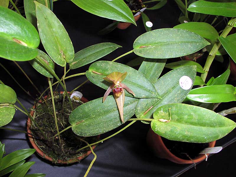 Pleurothallis Grandiflora