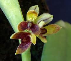 Pleurothallis foetens