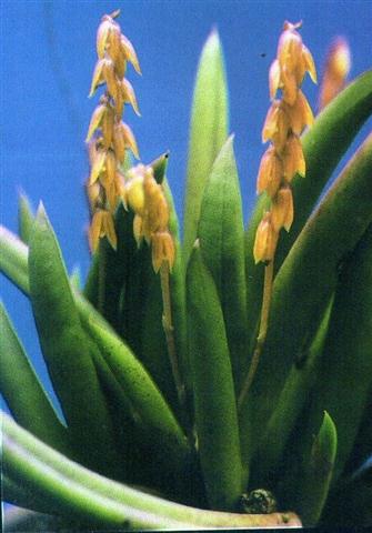 Pleurothallis teres