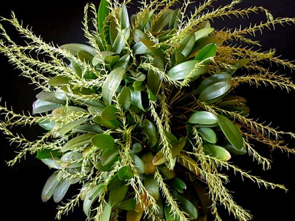 Pleurothallis